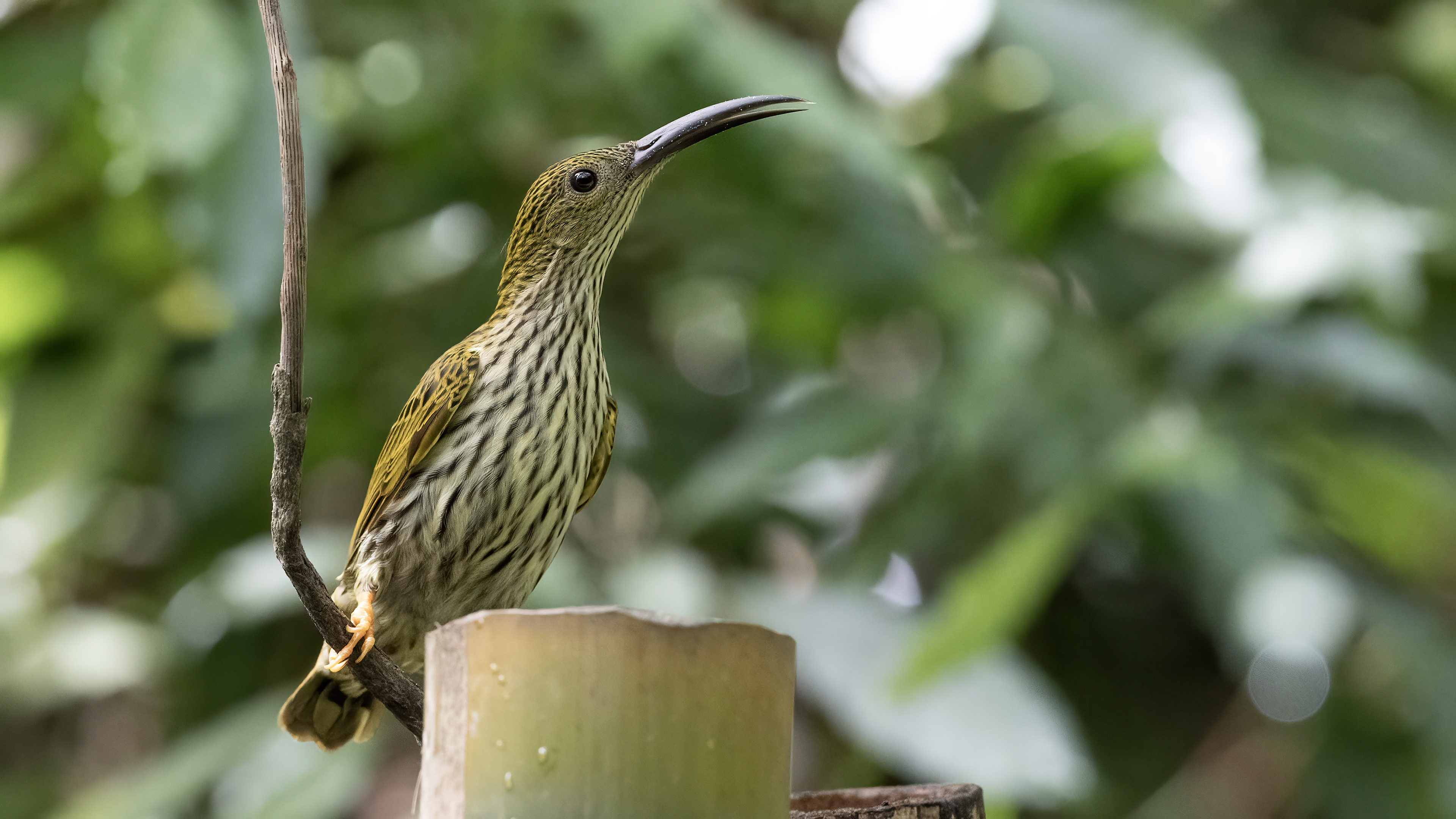 Streaked Spiderhunter